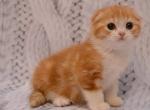 Chaplin Scottish fold red marble on white - Scottish Fold Cat For Sale - Hollywood, FL, US