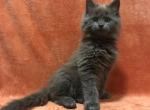 Blueberry Maine Coon kitten in a blue color - Maine Coon Cat For Sale - Hollywood, FL, US