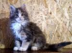 Dominica blue creamy tortie Maine Coon - Maine Coon Cat For Sale - Hollywood, FL, US