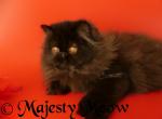 Zara - Persian Cat For Sale - Yucca Valley, CA, US