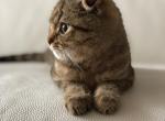 Leo Black tiger Scottish fold - Scottish Fold Cat For Sale - Hollywood, FL, US