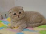 Spirit Scottish fold lilac tabby male kitten - Scottish Fold Cat For Sale - Hollywood, FL, US