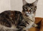 Fifa tortie color Maine Coon female - Maine Coon Cat For Sale - Hollywood, FL, US