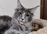 Fortune Maine Coon female cat - Maine Coon Cat For Sale - Hollywood, FL, US