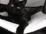 TavaniPaws Night - Scottish Straight Cat For Sale - Seattle, WA, US