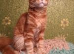 Golden heart Amur red color Maine Coon - Maine Coon Cat For Sale - Hollywood, FL, US