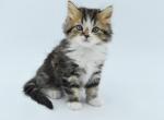 Vincent Scottish straight male kitten - Scottish Straight Cat For Sale - Hollywood, FL, US