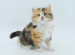 Viola Scottish straight female kitten - Scottish Straight Cat For Sale - Hollywood, FL, US