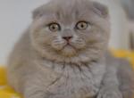 Fibi Scottish fold lilac color female kitten - Scottish Fold Cat For Sale - Hollywood, FL, US