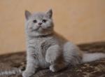 Lavender Scottish straight female kitten - Scottish Straight Cat For Sale - Hollywood, FL, US