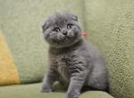 Tiffany Scottish fold female kitten - Scottish Fold Cat For Sale - Hollywood, FL, US