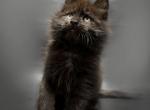 Faradey Black solid male Maine Coon - Maine Coon Cat For Sale - Hollywood, FL, US