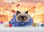 Iskander seal point Exotic shorthair male kitten - Exotic Cat For Sale - Miami, FL, US