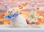 Snegurochka Exotic shorthair linx point - Exotic Cat For Sale - Miami, FL, US