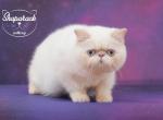 Shape Exotic shorthair creamy color kitten - Exotic Cat For Sale - Miami, FL, US