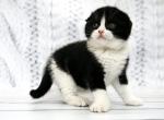 Dwayne Johnson purebred Scottish fold male kitten - Scottish Fold Cat For Sale - Hollywood, FL, US