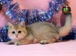 Cedrik golden chinchilla British shorthair - British Shorthair Cat For Sale - Miami, FL, US