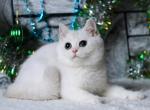 Cyrus purebred British shorthair male kitten - British Shorthair Cat For Sale - Miami, FL, US