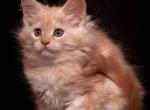 Dolli red marble smoky Maine Coon - Maine Coon Cat For Sale - Hollywood, FL, US