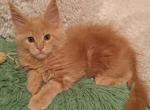 Bellina creamy color Maine Coon kitten - Maine Coon Cat For Sale - Hollywood, FL, US