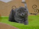 Pepper Scottish fold blue color kitten - Scottish Fold Cat For Sale - Hollywood, FL, US