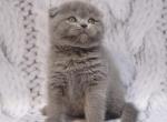 Dastin Scottish fold male kitten - Scottish Fold Cat For Sale - Hollywood, FL, US