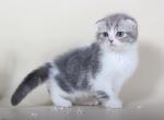 Antuan Scottish fold blue on white color kitten - Scottish Fold Cat For Sale - Hollywood, FL, US