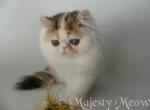 Melisa - Persian Cat For Sale - Yucca Valley, CA, US