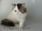 Andy - Persian Cat For Sale - Yucca Valley, CA, US
