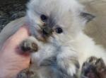 CFA Registered Seal Point Torte Himalayan Female K - Himalayan Cat For Sale - Perry, FL, US