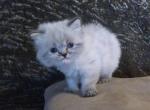 Adorable CFA Registered Torte Himalayan Male Kitte - Himalayan Cat For Sale - Perry, FL, US