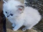 CFA Registered Female Blue Point Himalayan Kitten - Himalayan Cat For Sale - Perry, FL, US