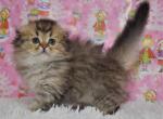 Endi Scottish fold longhair male kitten - Scottish Fold Cat For Sale - Hollywood, FL, US