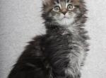 Elizabet Maine Coon female kitten - Maine Coon Cat For Sale - Hollywood, FL, US