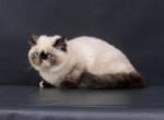 Aida Exotic shorthair female kitten - Exotic Cat For Sale - Miami, FL, US