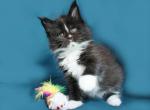 Black Jack Maine Coon kitten - Maine Coon Cat For Sale - Hollywood, FL, US