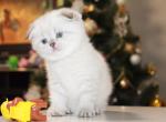 Anita Scottish fold female kitten - Scottish Fold Cat For Sale - Hollywood, FL, US