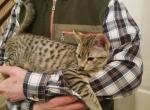 Clara F3 - Savannah Cat For Sale - New Holland, PA, US