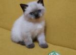 Pigeon Scottish straight male kitten - Scottish Straight Cat For Sale - Hollywood, FL, US