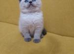 Pride Scottish straight male kitten - Scottish Straight Cat For Sale - Hollywood, FL, US