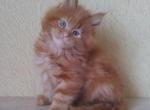 Zidane red color Maine Coon - Maine Coon Cat For Sale - Hollywood, FL, US