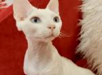 Marlboro white color Devon Rex with blue eyes - Devon Rex Cat For Sale - Miami, FL, US