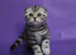 Molly Scottish fold female kitten - Scottish Fold Cat For Sale - Hollywood, FL, US