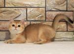 Tiguan purebred British shorthair female kitten - British Shorthair Cat For Sale - Miami, FL, US