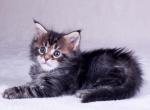 Osmantus - Maine Coon Cat For Sale - Hollywood, FL, US