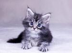 Odoria - Maine Coon Cat For Sale - Hollywood, FL, US