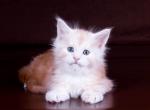 Oreh - Maine Coon Cat For Sale - Hollywood, FL, US