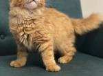 Diya red color Maine Coon kitten - Maine Coon Cat For Sale - Hollywood, FL, US