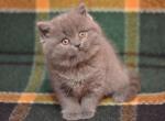 Barbara - Scottish Straight Cat For Sale - Hollywood, FL, US