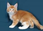 Lion - Maine Coon Cat For Sale - Hollywood, FL, US